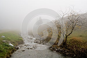 Tree in a fog in Steg photo