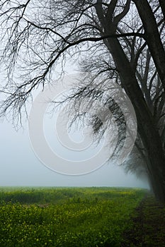 Tree in the fog, street with poplars in the fog
