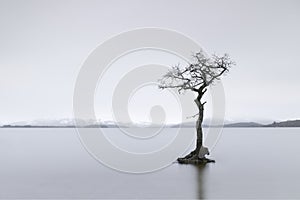 Tree in fog and water at tranquil Milarrochy Bay Loch Lomond Scotland UK