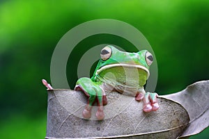 Tree fog, white lipped, frogs