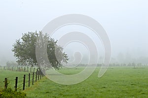Tree on foggy field photo