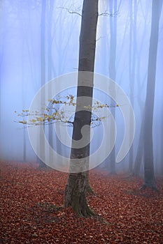 Tree in foggy forest