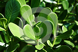 Tree foliage in close-up with blurred background