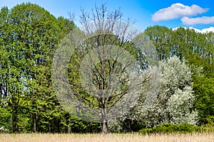 Tree without foliage and field in botanical garden