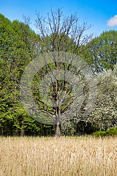 Tree without foliage and field in botanical garden