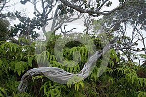 Tree and foliage at Kalalau Lookout, Kauai