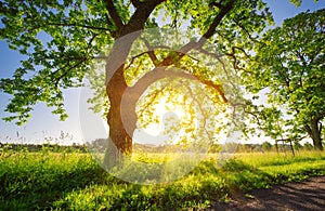 Tree foliage in morning light