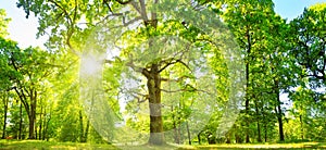 Tree foliage in morning light