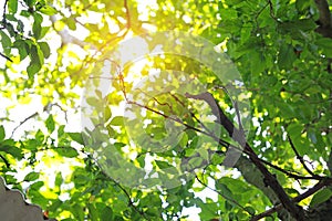 Tree foliage in morning light with sunlight