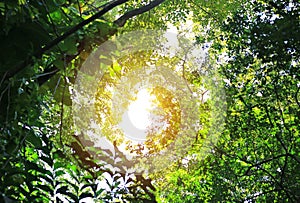 Tree foliage in morning light with sunlight