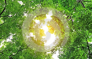 Tree foliage in morning light with sunlight