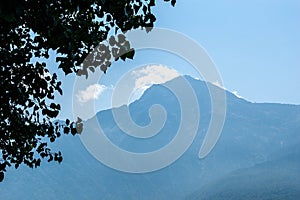 Tree foliage silhouette on a mountains background. Tree near the Alp mountains, Italy, Europe