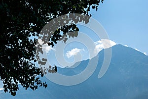 Tree foliage silhouette on a mountains background. Tree near the Alp mountains, Italy, Europe