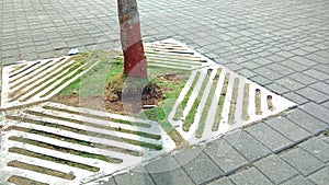 Tree on footpath