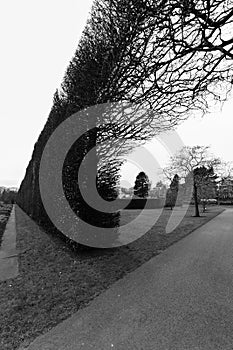 Tree, footpath, bush fence, Royal Botanic Garden, Edinburgh, Scotland- monochromatic