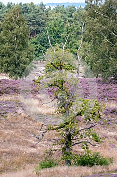 Tree in foreground with blooming heath and birches at day.