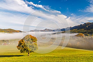 A tree in the foreground of a foggy autumn landscape