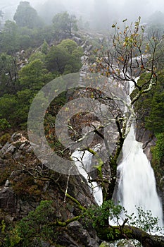 Tree in the foreground and waterfall in the background. Arado waterfall photo
