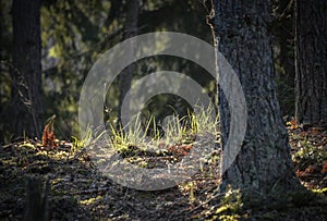 Tree in the forest