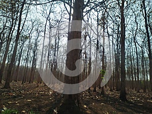 Tree in forest