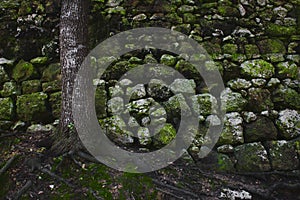 A tree in the forest against an old rural stone wall with green moss