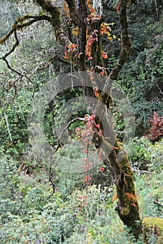 tree in a forest around paro (bhutan)