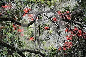 tree in a forest around paro (bhutan)