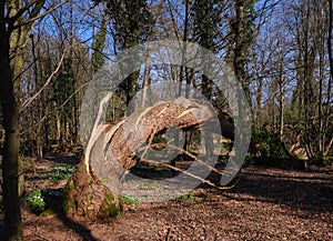 Tree in the forest bent in the storm, splintered wood