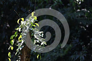 A tree in the forest that can be used to make medicine and cook in local Thailand is called Phak-Tiu