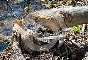 A tree in a forest felled by beavers near a waterway