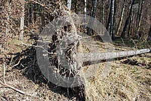 tree in the forest felled by a hurricane