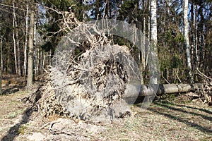 tree in the forest felled by a hurricane