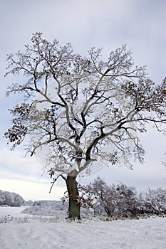 The tree by the forest looked majestic in the snow