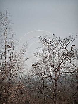 tree forest nature arid