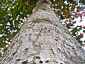 tree, forest, nature, chests, bark, wood, green