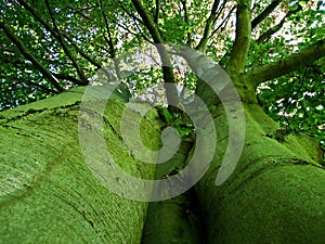 tree, forest, nature, green, park, trees, landscape, spring, path, summer, grass, wood, leaves, foliage, plant, outdoors, oak