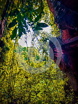 Tree in the forest with old bluiding