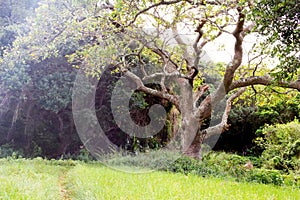 Tree in forest with path in the grass meadow magical old tree background