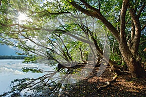 Tree in forest reflection sri lanka destination jungle tour