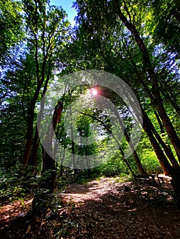 Tree forest sky the sun nature landscape relax silence