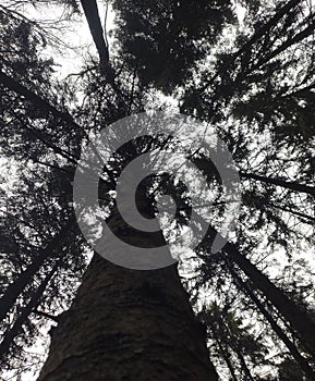 Tree, forest , sky, wind, beutifull