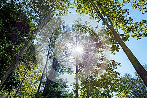 Tree at forest with sun light or beam star.