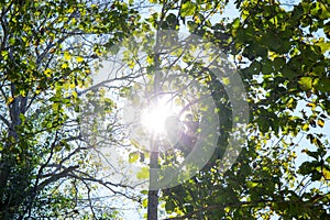 Tree at forest with sun light or beam star.