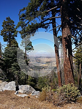 Tree in forest with view of valley