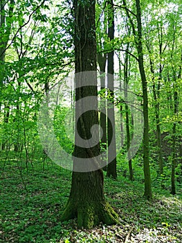 Tree in a forest on which a trunk of other plant grows