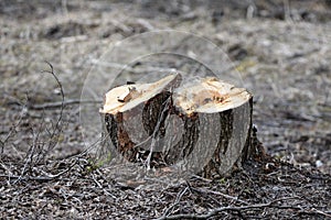 Tree forestry exploitation on an early spring day.