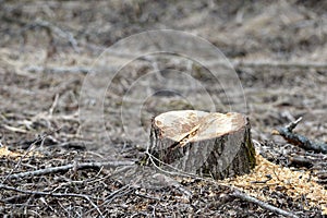 Tree forestry exploitation on an early spring day.