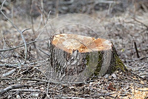 Tree forestry exploitation on an early spring day.