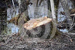 Tree forestry exploitation on an early spring day.