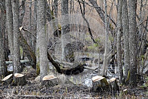 Tree forestry exploitation on an early spring day.